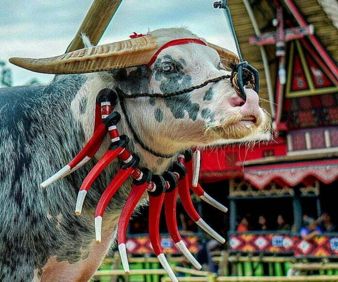 Kerbau Toraja